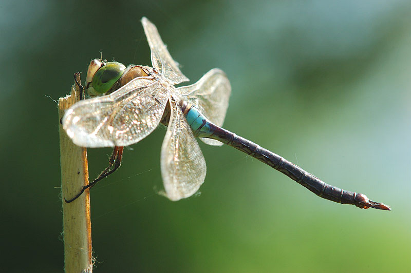 Anax parthenope